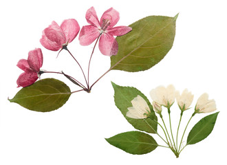 Pressed and dried flowers apple tree, isolated on white