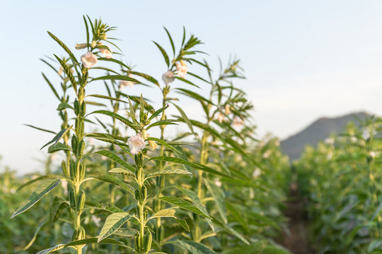 Sesame On Tree In Plant