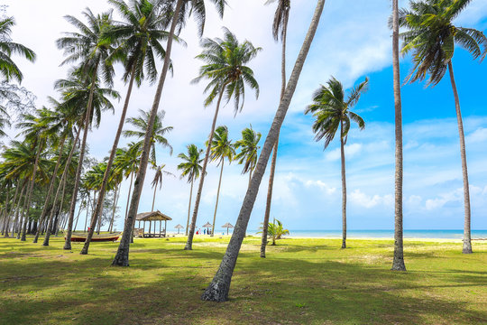 Peaceful scenery of coconut tree and blue sky