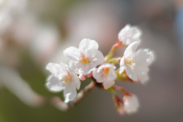 桜の花