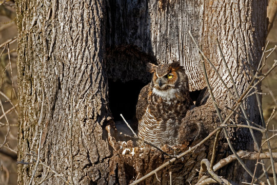 Great Horned Owl At Nest