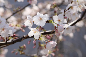 さくらの花