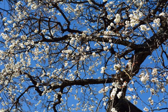 枝垂れ梅の花が咲く
