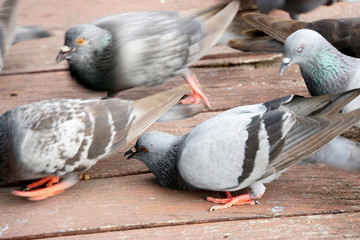 Fototapeta premium Pigeons eat food on wooden floor of boat shovel