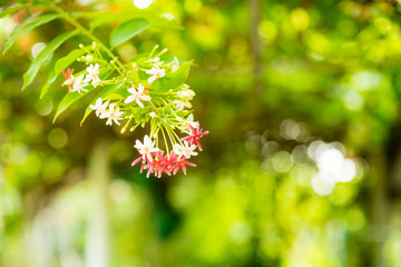 Combretum indicum rangoon flowers petal colorful beautiful flowers in nature background