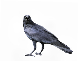 full body of black feather crow,raven bird isolated white background
