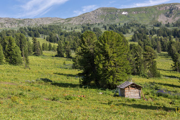 An old log cabin in a coniferous forest in Altai Krai mountains.