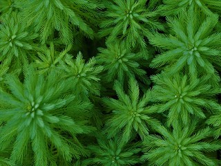 Aquatic plant - Small green freshwater plant