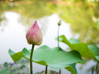 Pink lotus bud - Pink lotus flower in pond