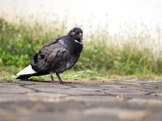 The sick pigeon - Sick pigeon is on the ground