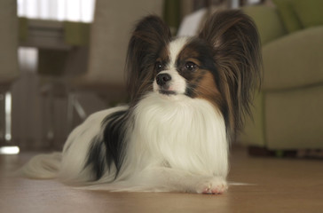 Dog Papillon lies on the floor in living room