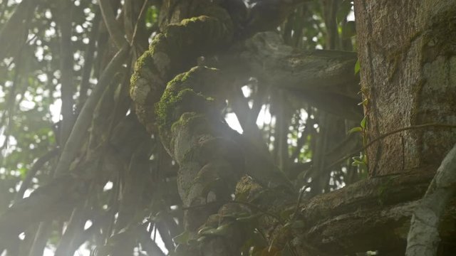 Ayahuasca Plant or Yage. Banisteriopsis caap vine