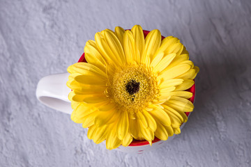 Gerbera daisy yellow flower im tea cup on grey background