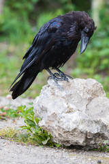 Common Raven (Corvus corax) in Northwest Territories NWT of Canada