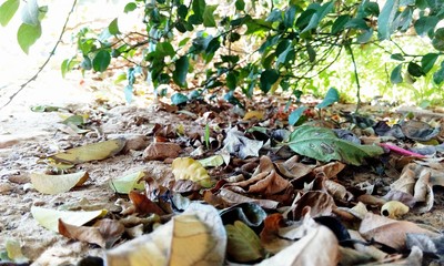 Fallen leaves 