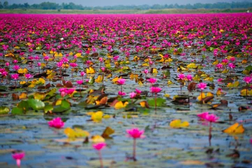 Photo sur Plexiglas fleur de lotus Beautiful pink lotus flowers