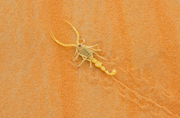 Venomous Arabian Scorpion