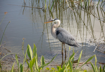 adult great blue heron poses for side profile