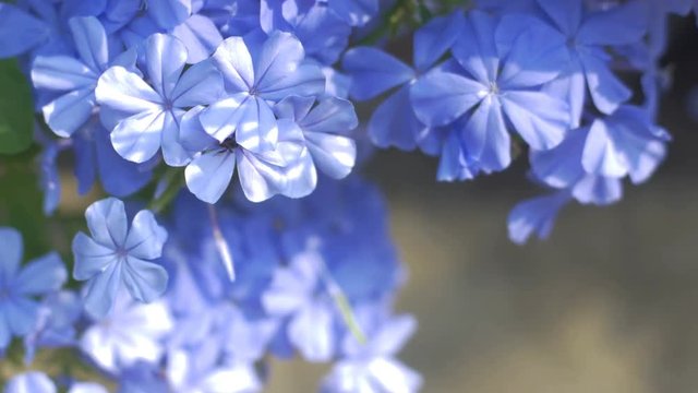 Closeup cape leadwort flower