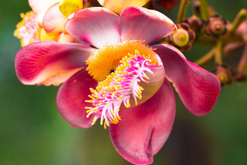 Cannonball tree, flower,Couroupita guianensis isolate in spring summer after raining in the morning, technical cost-up.