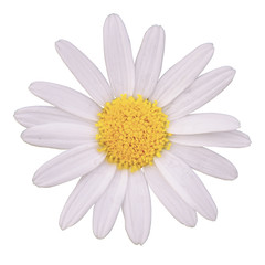 white daisy isolated on white background with Clipping Path