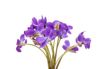 flowers of a forest violet isolated