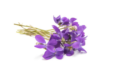 Obraz premium flowers of a forest violet isolated