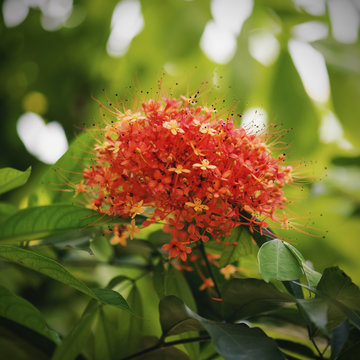 saraca indica flower or ashoka flower