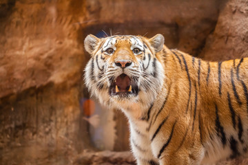 a coloured tiger portrait in a park