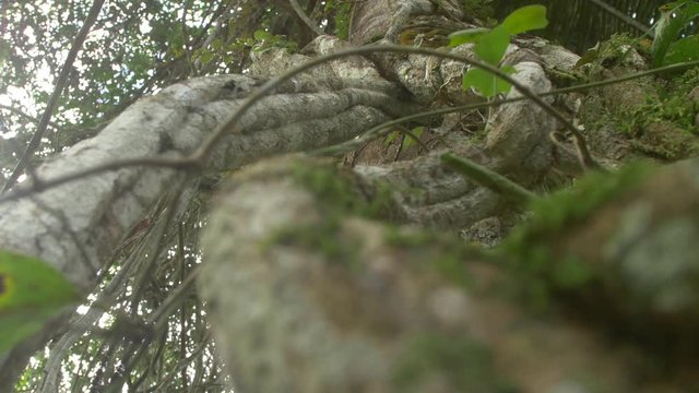 Ayahuasca Plant or Yage. Banisteriopsis caap vine