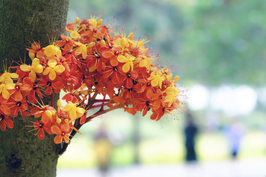 saraca indica flower or ashoka flower