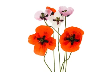 Crédence de cuisine en verre imprimé Coquelicots poppy flowers isolated
