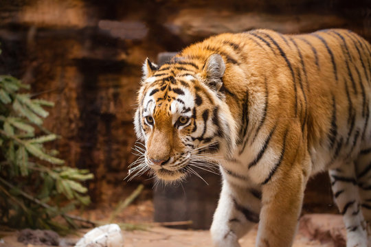a coloured tiger portrait in a park