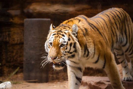 a coloured tiger portrait in a park