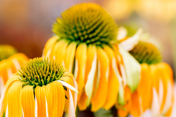Echinacea yellow flowers blooming. Echinacea used in alternative medicine a an immun sytem booster.