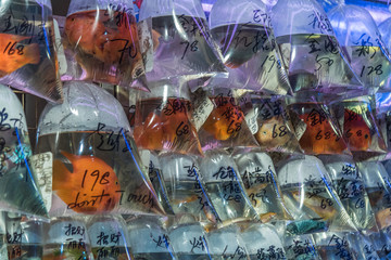 Goldfish market, Mong Kok, Hongkong