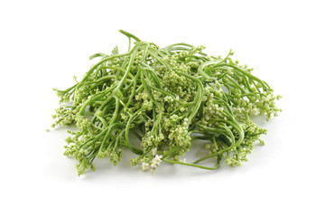 malabar spinach isolated on white background