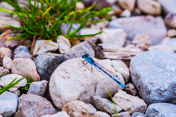Dragonfly on the rocks