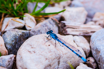 Dragonfly on the rocks