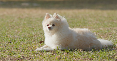 Cute pomeranian dog