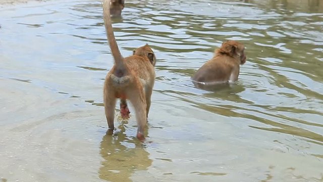 wild monkey feeding on huahin sea beach prachuap khiri khan southern of thailand