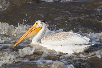Great White Pelicans (Pelecanus onocrotalus) flying over to far North for mating at Slave River, Pelican Rapids, Ft. Smith, Northwest Territories, Canada