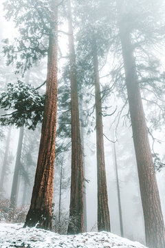 View of tall trees during foggy weather