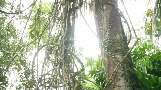 Ayahuasca Plant or Yage. Banisteriopsis caap vine