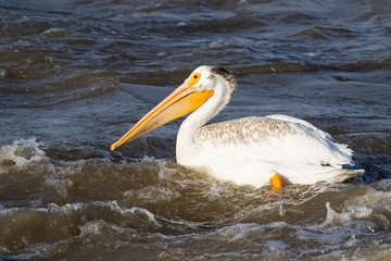 Great White Pelicans (Pelecanus onocrotalus) flying over to Canadian north for mating at Slave River, Pelican Rapids, Ft. Smith, Northwest Territories, Canada