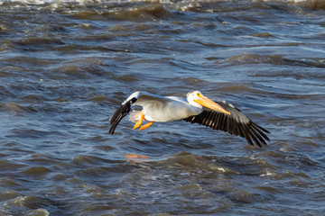 Great White Pelicans (Pelecanus onocrotalus) flying over to Canadian north for mating at Slave River, Pelican Rapids, Ft. Smith, Northwest Territories, Canada