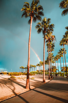 Palm Trees and Rainbow 2