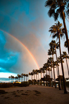 Scenic view of palm trees against rainbow