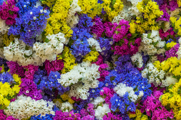 A bunch of colorful Statice or Caspia flower which full of meaningful botanical characteristics