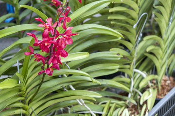 Obraz premium various orchid flowers and colors are available for sale